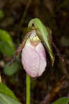 Pink lady's slipper <BR>Moccasin flower